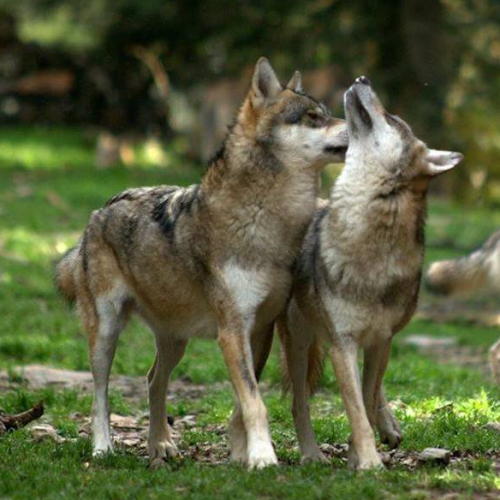 Pâques au Parc Alpha 2022