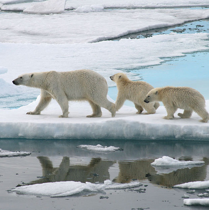 Fragile comme un ours polaire