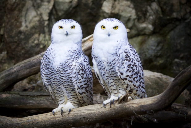 Halloween au Safari de Peaugres