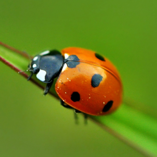Les voyages de Coccinellou - Carole Zaveroni