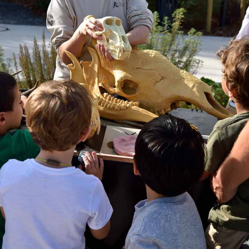 Les Rendez-vous sauvages de l'automne au Parc Zoologique de Paris en famille