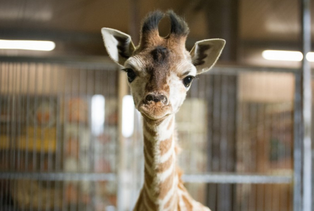 Zoo d'Amnéville : girafon