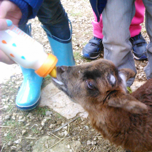 Anniversaire à Graines de Fermiers