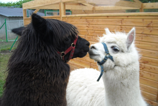 Parc de la Demi-Lune : alpagas