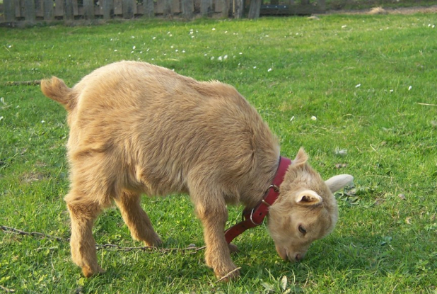 Le jardin de Mélisse : le bouc Caramel