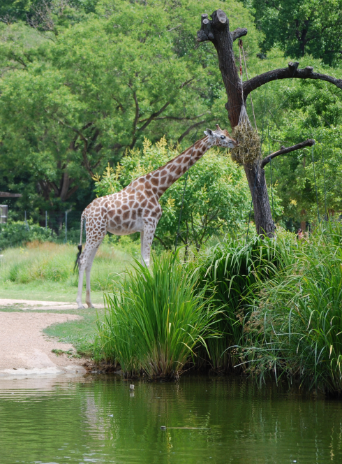 La biodiversité au Parc de la Tête d'or