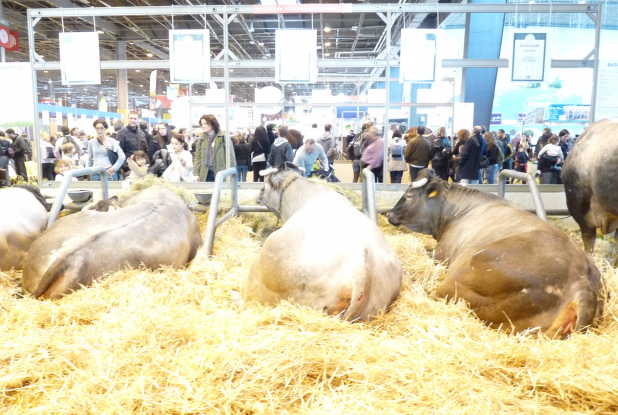 Salon de l'agriculture