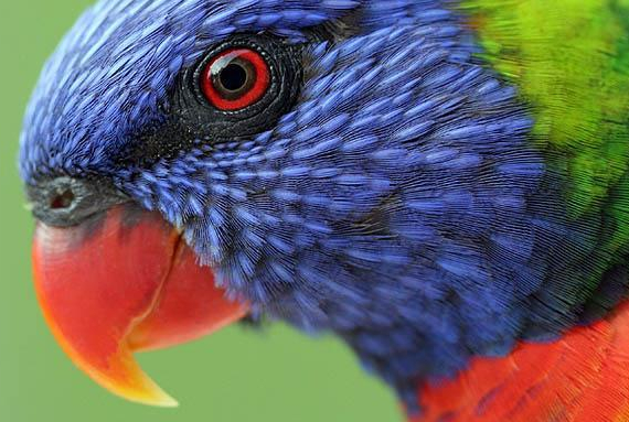 Tropical Parc - Oiseau