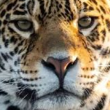 Expo Félins au MNHN