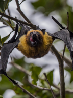 Exposition : Les chauves-souris de Bretagne