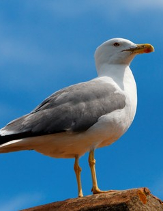 Il faut sauver Posidonie - Cie Nouez-vous