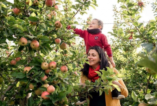 Cueillette de Beaurains : Un petit garçon récolte des pommes sur les épaules de sa maman