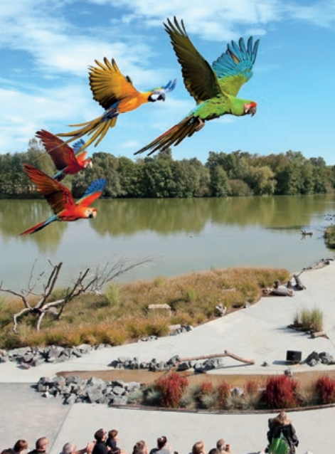 Spectacle au Parc des Oiseaux