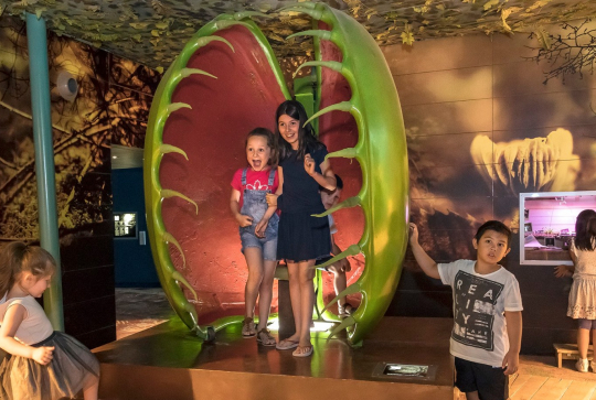 La cité des insectes