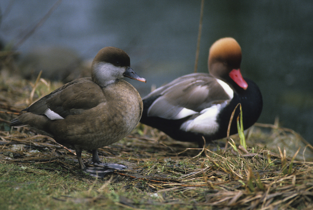 La faune du Grand Parc Miribel Jonage
