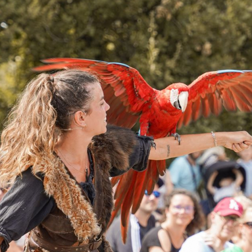 Château de Talmont Saint Hilaire : spectacle fauconnerie