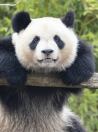 Panda géant, animal unique en France, à Beuval