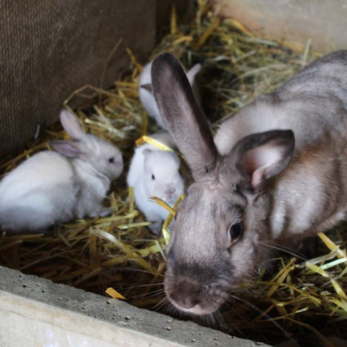 Journées à la campagne 2019