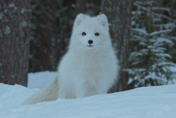 Aïlo : une odyssée en Laponie - Renard blanc