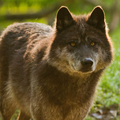 Loup noir canadien au Parc Animalier Sainte-Croix