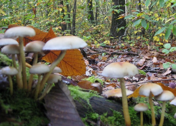 Forêt de Rambouillet