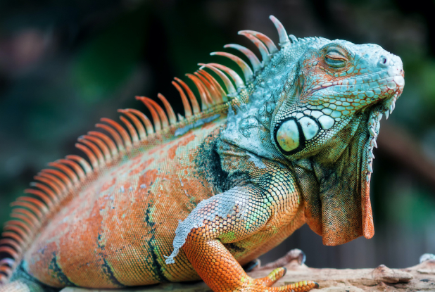 Oniria : iguane
