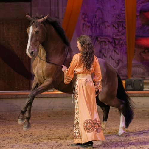 Domaine de Chantilly : cheval