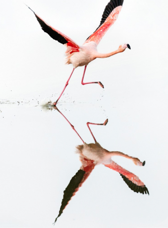 Exposition « Camargue Nature »