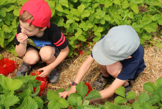 Cueillette Toulouse © Nanatoulouse