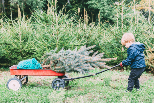 Acheter son sapin en jardinerie