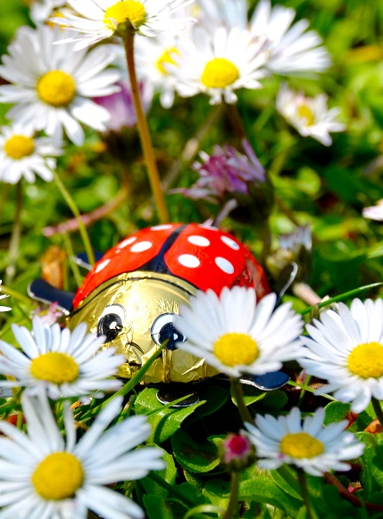 Pâques 2024 aux Jardins des coccinelles : chocolat coccinelle caché dans le jardin