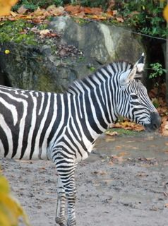 Le parc zoologique de Lille