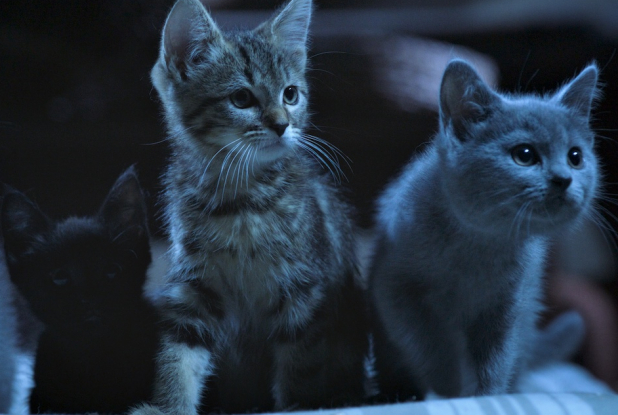 Mon Chat et Moi : châtons