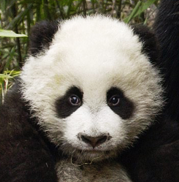 Ateliers Qi Panda