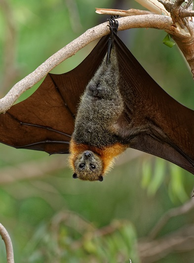 Nuit de la chauve-souris 2024 près de Clermont-Ferrand