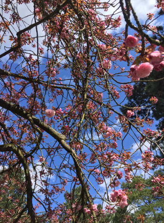 Admirez les cerisiers en fleurs au Parc de Sceaux