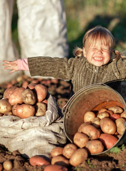 Fête de la bière et de la patate : Une petite fille au milieu d'un champ de patates