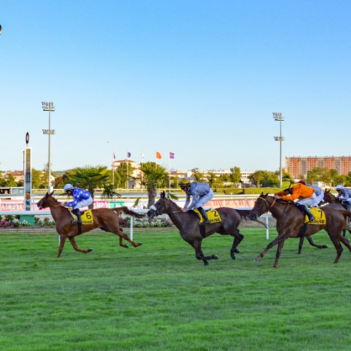 Hippodrome de Toulouse : course de galop