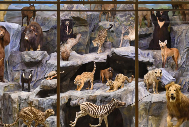 Musée d'histoire naturelle de Lille