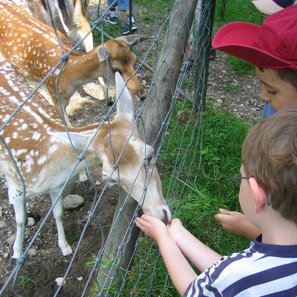 Enfants au zoo
