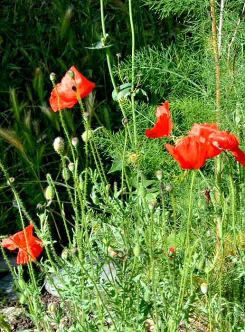 Les Pavillons Sauvages - Toulouse