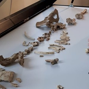 Exposition : les 10 idées reçues sur la Préhistoire