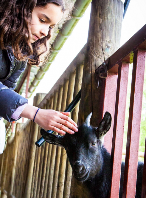 Ferme éducative de Lomme : Une petite fille caresse une chèvre
