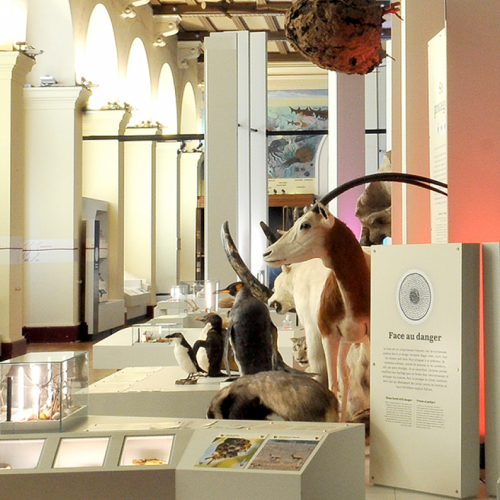 Muséum d'Histoire Naturelle de Marseille : Terre d'évolution