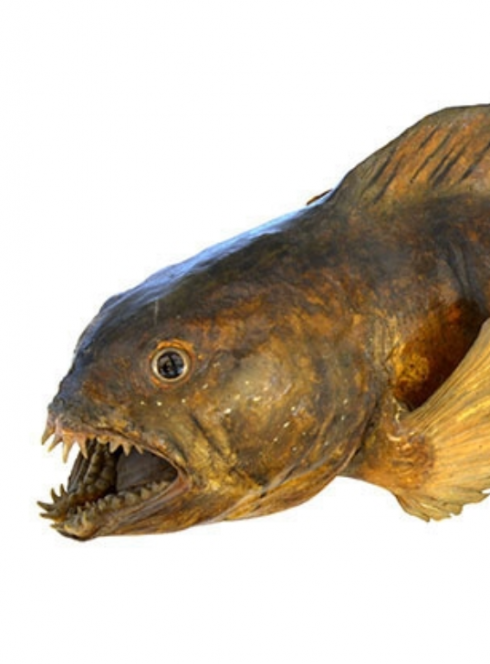 Fabuleux monstres marins