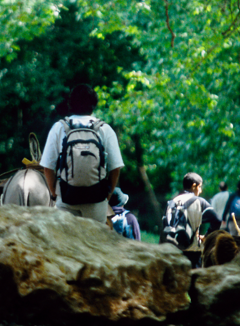 Journée internationale des forêts