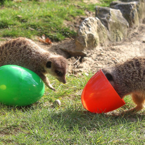 Chasse aux œufs de Pâques 2022 à African Safari Toulouse