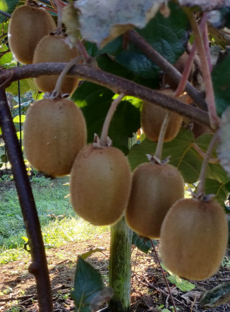 Cueillette au Verger Nantes Prim