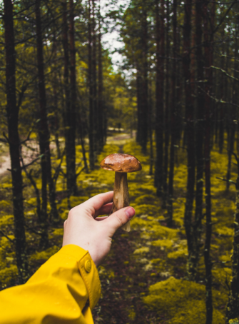 Cueillette de champignons au Parc de la Deûle