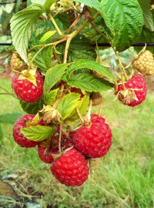 Ferme Saint-Henri à Gujan-Mestras